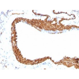 Smooth Muscle Actin(ACTA2/791 +1A4), CF568 conjugate, 0.1mg/mL