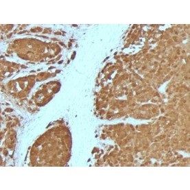 S100B(4C4.9 + S100B/1012), 0.2mg/mL