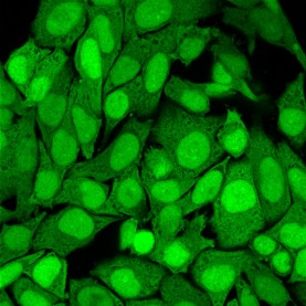 S100A4 (Marker of Tumor Metastasis) (S100A4/1482), CF568 conjugate, 0.1mg/mL