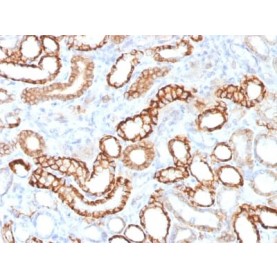 Ksp-Cadherin (Kidney-Specific Cadherin) / CDH16 (CDH16/1532R), CF568 conjugate, 0.1mg/mL