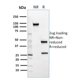 SREBP2(SREBP2/1579), CF568 conjugate, 0.1mg/mL