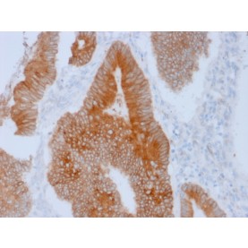 Biotium BNC681592-100, Aurora B (Proliferation Marker)(AURKB/1592), CF568 conjugate, 0.1mg/mL
