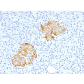 TNF-alpha (Tumor Necrosis Factor alpha), CF568 conjugate, 0.1mg/mL