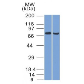 TCF4 (Transcription Factor 4) (TCF4/1705), CF568 conjugate, 0.1mg/mL