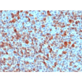 S100B (Astrocyte and Melanoma Marker), CF568 conjugate, 0.1mg/mL