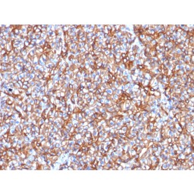 Spectrin beta III (SPTBN2) (SPTBN2/1778), CF568 conjugate, 0.1mg/mL