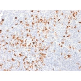 SOX2 (Transcription Factor) (SOX2/1791), CF568 conjugate, 0.1mg/mL