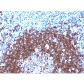 SOX2 (Transcription Factor) (SOX2/1792), CF568 conjugate, 0.1mg/mL