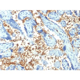 Spectrin Alpha 1 (Erythrocyte Marker) (SPTA1/1810), CF568 conjugate, 0.1mg/mL