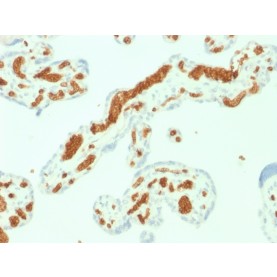 Spectrin Alpha 1 (Erythrocyte Marker) (SPTA1/1832), CF568 conjugate, 0.1mg/mL