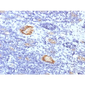von Willebrand Factor / Factor VIII Related-Ag (Endothelial Marker) (VWF/1859R), CF568 conjugate, 0.1mg/mL