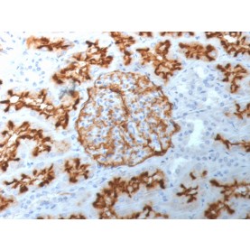 Biotium BNC681892-100, CD10 (Membrane Metalloendopeptidase) (MME/1892), CF568 conjugate, 0.1mg/mL