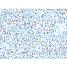 SOX9 / SRY-box 9 (PCRP-SOX9-1A2), CF568 conjugate, 0.1mg/mL
