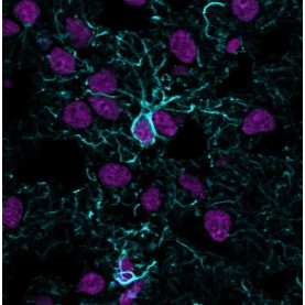GFAP (Astrocyte & Neural Stem Cell Marker) (ASTRO/1974R), CF568 conjugate, 0.1mg/mL