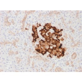 Insulin / IRDN (beta-Cell & Insulinoma Marker) (IRDN/1980R), CF568 conjugate, 0.1mg/mL