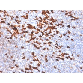 Human Kappa Light Chain (B-Cell Marker) (IGKC/1999R), CF568 conjugate, 0.1mg/mL