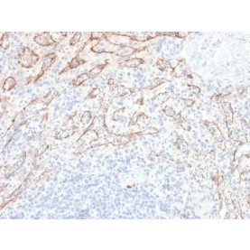TNFS15 / VEGI (Vascular Endothelial Growth Inhibitor) (VEGI/2052R), CF568 conjugate, 0.1mg/mL