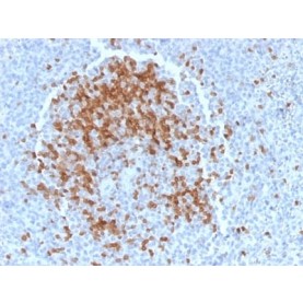 TCL1 (T-Cell Marker) (TCL1/2078), CF568 conjugate, 0.1mg/mL