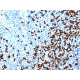 TCL1 (T-Cell Marker)(TCL1/2079), CF568 conjugate, 0.1mg/mL