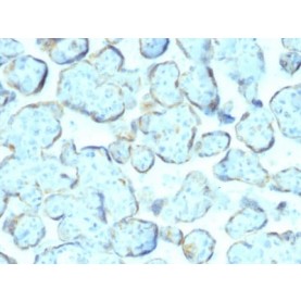 Superoxide Dismutase 1 (SOD1) (Antioxidant Enzyme) (SOD1/2089), CF568 conjugate, 0.1mg/mL