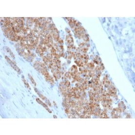 StAR (Steroidogenic Acute Regulator) (Leydig Cell Marker) (STAR/2140), CF568 conjugate, 0.1mg/mL
