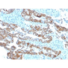 TACSTD2 / TROP2 (Epithelial Marker) (TACSTD2/2153), CF568 conjugate, 0.1mg/mL
