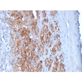 StAR (Steroidogenic Acute Regulator) (Leydig Cell Marker) (STAR/2154), CF568 conjugate, 0.1mg/mL