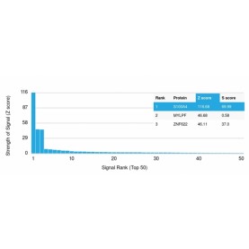 S100A4 / Metastasin / Calvasculin (Marker of Tumor Metastasis)(CPTC-S100A4-3), CF568 conjugate, 0.1mg/mL