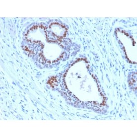 FOXA1 / HNF3A (FOXA1/2230R), CF568 conjugate, 0.1mg/mL