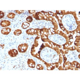 Sulfotransferase family 1E, estrogen-preferring, member 1(CPTC-SULT1E1-1), CF568 conjugate, 0.1mg/mL