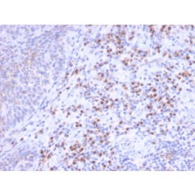 RCAS1 / Estrogen Receptor Binding Site Associated, Antigen 9(CPTC-EBAG9-1), CF568 conjugate, 0.1mg/mL