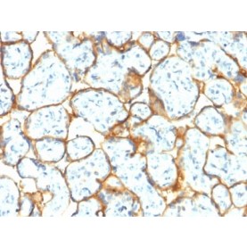Insulin Receptor Alpha (INSR/2277R), CF568 conjugate, 0.1mg/mL