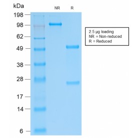 SOX9 / SRY-box 9(SOX9/2287R), CF568 conjugate, 0.1mg/mL