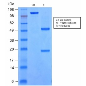 SOX9 / SRY-box 9(rSOX9/2288), CF568 conjugate, 0.1mg/mL