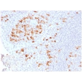 Human Kappa Light Chain / IGKC (B-Cell Marker) (KLC2289R), CF568 conjugate, 0.1mg/mL