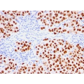 SOX10 (Melanoma Marker) (rSOX10/1074), CF568 conjugate, 0.1mg/mL