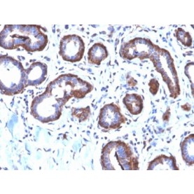 Ferritin, Light Chain (FTL) (Microglia Marker) (FTL/2338R), CF568 conjugate, 0.1mg/mL