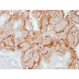 MUC16 / CA125 (Ovarian Carcinoma Marker) (OCA125/2349R), CF568 conjugate, 0.1mg/mL