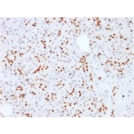 SOX9 / SRY-box 9 (SOX9/2387), CF568 conjugate, 0.1mg/mL