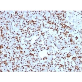 SOX9 / SRY-box 9 (SOX9/2398), CF568 conjugate, 0.1mg/mL