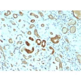 STAT3 / Signal Transducer and Activator of Transcription 3 (STAT3/2409), CF568 conjugate, 0.1mg/mL
