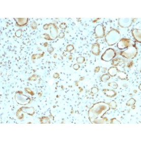 STAT6 (Solitary Fibrous Tumor Marker)(STAT6/2410), CF568 conjugate, 0.1mg/mL