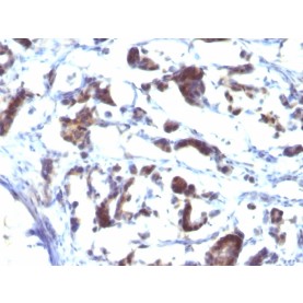 ZFYVE28 (Zinc Finger FYVE-type containing 28)(LST2/2426), CF568 conjugate, 0.1mg/mL