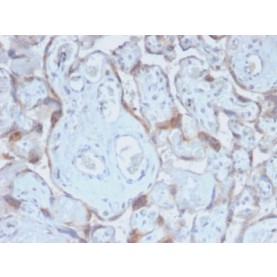 TIMP2 (Tissue Inhibitor of Metalloproteinase 2) (TIMP2/2488R), CF568 conjugate, 0.1mg/mL
