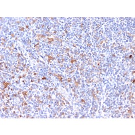 RCAS1 / Estrogen Receptor Binding Site Associated, Antigen 9(CPTC-EBAG9-2), CF568 conjugate, 0.1mg/mL