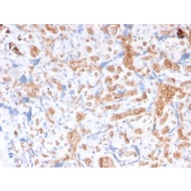 Spectrin Alpha 1 (Erythrocyte Marker) (rSPTA1/1833), CF568 conjugate, 0.1mg/mL