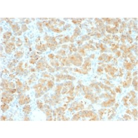 GP2 (Glycoprotein 2) / ZAP75 (GP2/2569R), CF568 conjugate, 0.1mg/mL