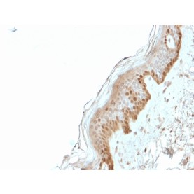 S100A2 / S100 Calcium Binding Protein A2(CPTC-S100A2-2), CF568 conjugate, 0.1mg/mL