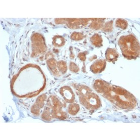 STAT5B(STAT5B/2611), CF568 conjugate, 0.1mg/mL