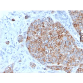 STAT2(STAT2/2650), CF568 conjugate, 0.1mg/mL